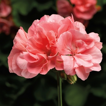 Pelargonium 