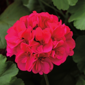 Pelargonium 