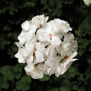 Pelargonium Caliente® 'White'