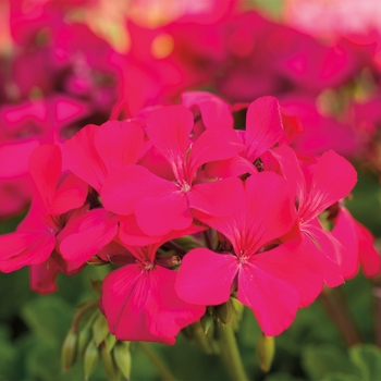 Pelargonium 'Magenta' 