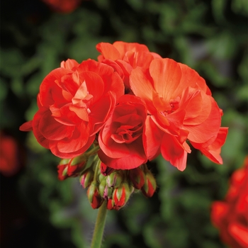 Pelargonium Calliope® Medium 'Scarlet'