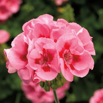 Pelargonium Calliope® Medium Pink Flame