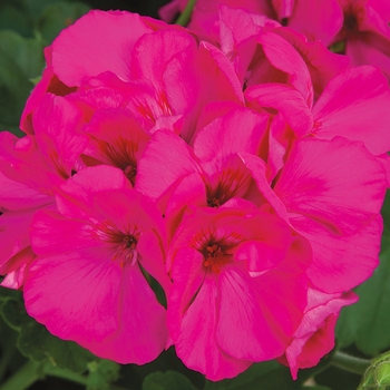 Pelargonium 'Lavender Rose' 