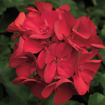 Pelargonium 