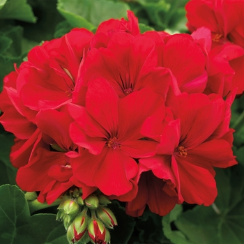 Pelargonium 