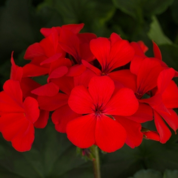 Pelargonium 'Orange' 