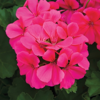 Pelargonium Caliente® 'Rose'