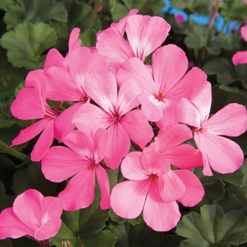 Pelargonium 'Pink' 