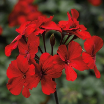 Pelargonium Caliente® 'Fire'