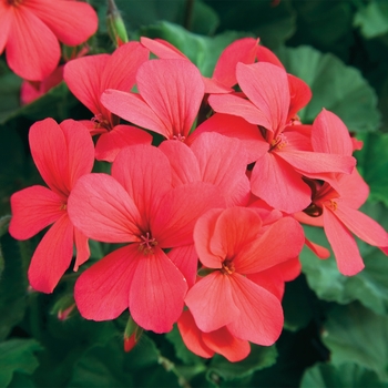 Pelargonium 'Hot Coral' 