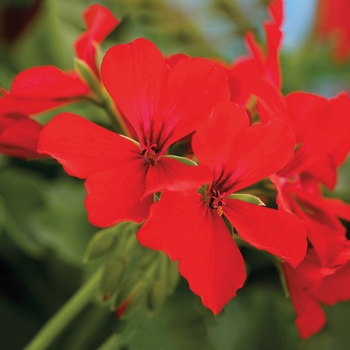 Pelargonium 'Deep Red' 