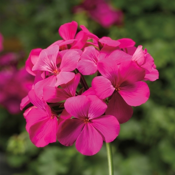 Pelargonium 'Lavender Imp' 