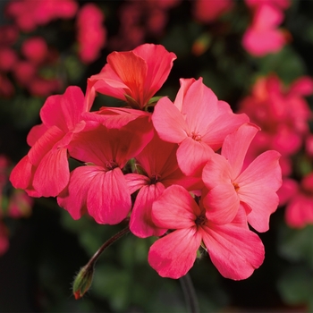 Pelargonium 'Coral Salmon' 