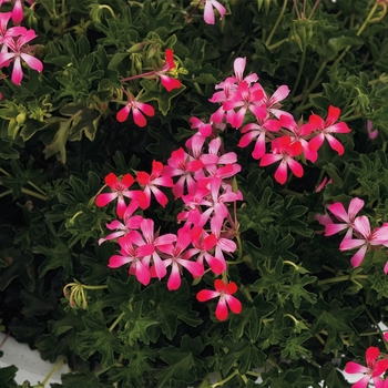 Pelargonium peltatum 'Acapulco Compact' 