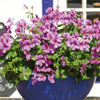 Pelargonium peltatum 'Blue' 