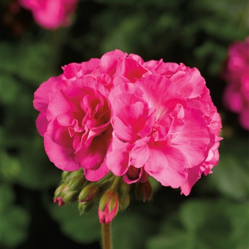 Pelargonium Calliope® Large Pink