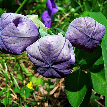 Platycodon grandiflorus 'Komachi' 