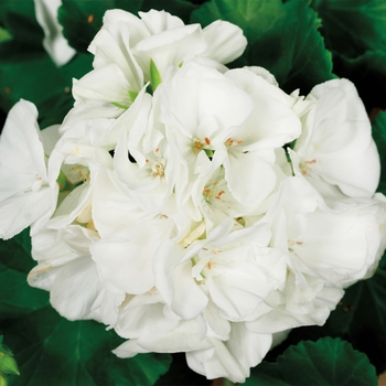 Pelargonium x hortorum Classic™ 'White'