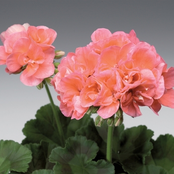 Pelargonium x hortorum Classic™ 'Scarlet'