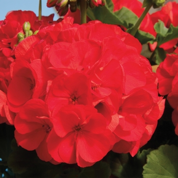 Pelargonium x hortorum Classic™ 'Red'