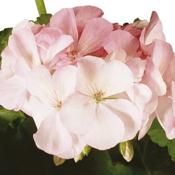 Pelargonium x hortorum 'Pink Blush' 