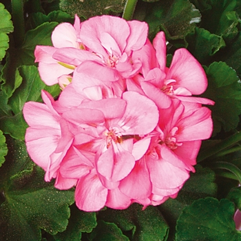 Pelargonium x hortorum 'Pink' 