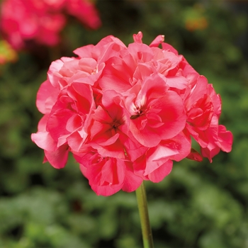 Pelargonium x hortorum 'Hot Pink' 