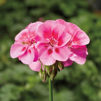 Pelargonium x hortorum 'Lavender Flame Imp' 