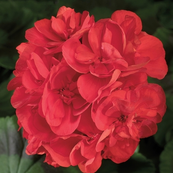 Pelargonium x hortorum 'Red' 