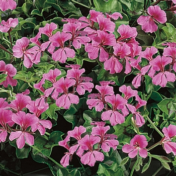 Pelargonium peltatum 'Rose' 