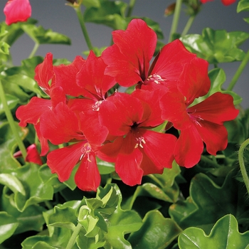 Pelargonium peltatum Tornado™ 'Red'