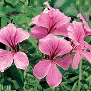 Pelargonium peltatum Tornado™ 'Pink'