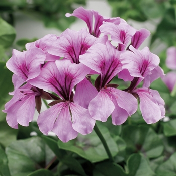 Pelargonium peltatum Tornado™ 'Lilac'