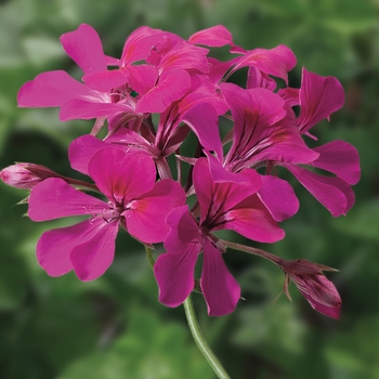 Pelargonium peltatum Tornado™ 'Fuchsia'