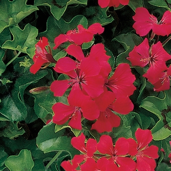 Pelargonium peltatum Tornado™ 'Carmine'