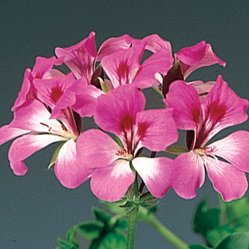 Pelargonium peltatum 'Bicolor Duet' 