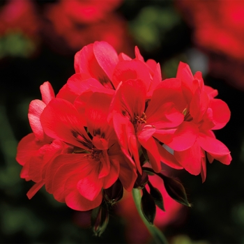 Pelargonium peltatum 'Hot Coral' 