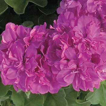 Pelargonium peltatum Freestyle® 'Orchid'