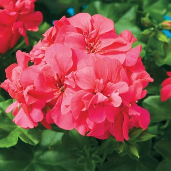 Pelargonium peltatum Freestyle® 'Cherry Rose'