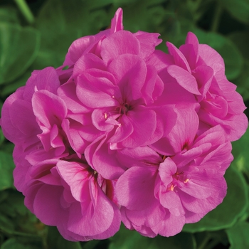 Pelargonium peltatum Contessa™ 'Lavender'