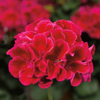 Pelargonium 