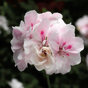 Pelargonium peltatum 'White' 