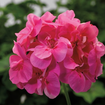 Pelargonium peltatum 'Pink' 