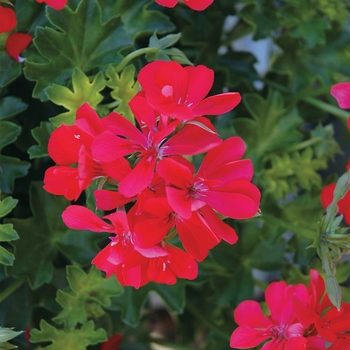 Pelargonium peltatum Temprano™ 'Orange'