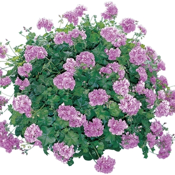 Pelargonium peltatum Royal™ 'Lavender'