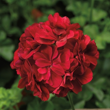 Pelargonium peltatum 'Dark Red' 