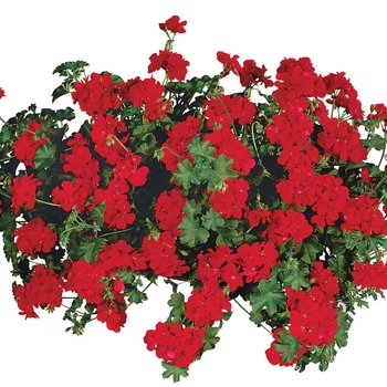 Pelargonium peltatum Temprano™ 'Bright Red'