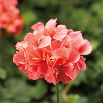 Pelargonium peltatum 'Salmon Imp' 