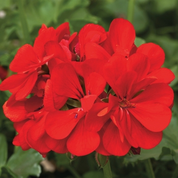 Pelargonium peltatum Contessa™ 'Red'