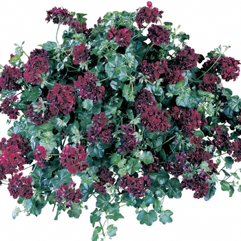 Pelargonium peltatum 'Purple' 